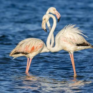 Desktop bird wallpaper