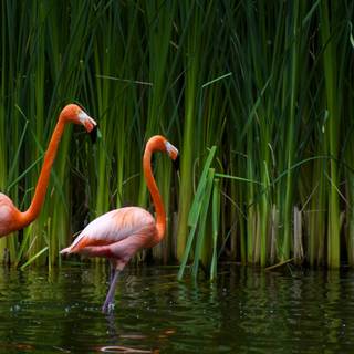 Desktop bird wallpaper