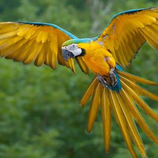 Desktop bird wallpaper