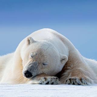 Bear mobile wallpaper