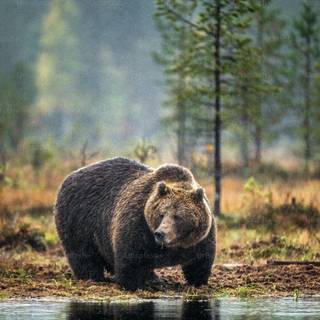 Bear mobile wallpaper