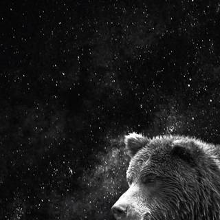 Bear mobile wallpaper