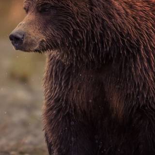 Bear mobile wallpaper