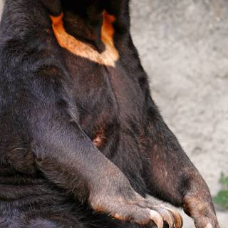 Bear mobile wallpaper