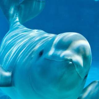 Beluga phone wallpaper