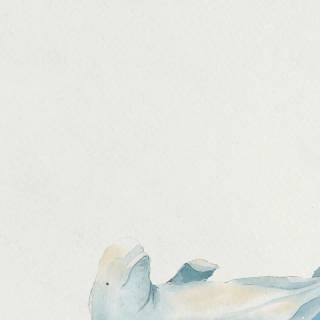 Beluga phone wallpaper