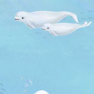 Beluga phone wallpaper