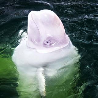 Beluga phone wallpaper