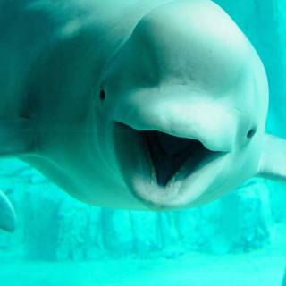 Beluga phone wallpaper