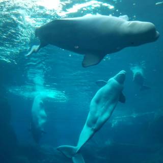 Beluga phone wallpaper