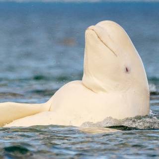 Beluga phone wallpaper