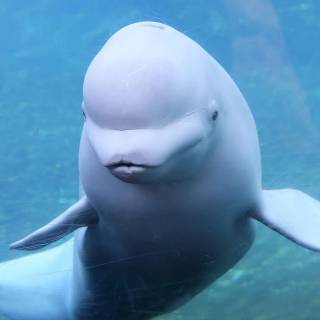 Beluga phone wallpaper