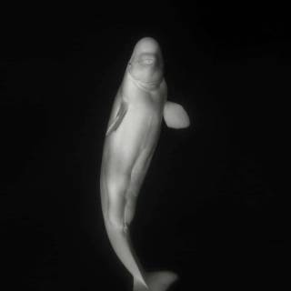 Beluga phone wallpaper