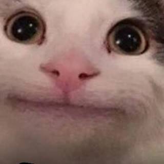 Beluga phone wallpaper