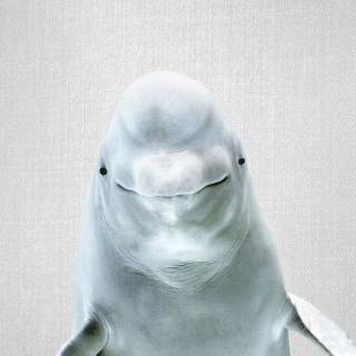 Beluga phone wallpaper