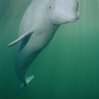 Beluga phone wallpaper