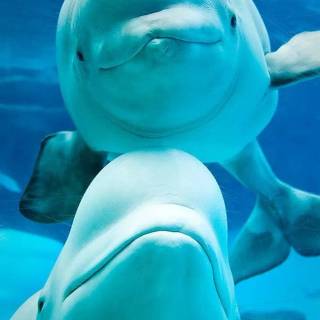 Beluga phone wallpaper