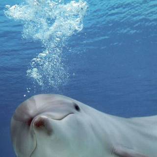 Beluga phone wallpaper