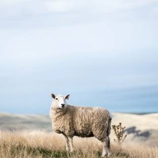 Sheep phone wallpaper