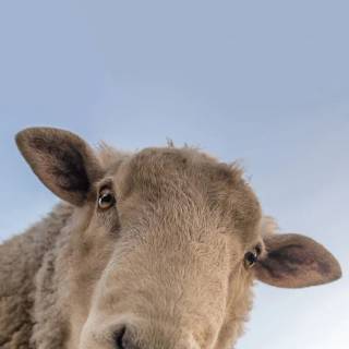 Sheep phone wallpaper