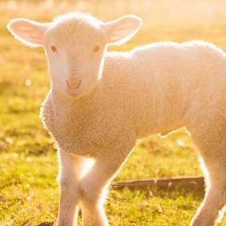 Sheep phone wallpaper