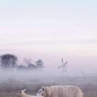 Sheep phone wallpaper