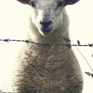 Sheep phone wallpaper