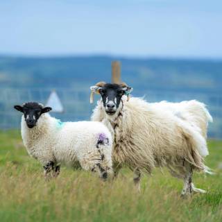 Sheep phone wallpaper