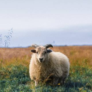 Sheep phone wallpaper