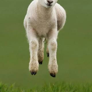 Sheep phone wallpaper