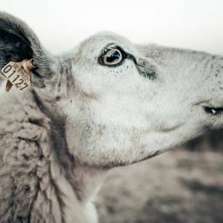 Sheep phone wallpaper