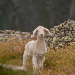 Sheep phone wallpaper