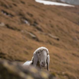 Sheep phone wallpaper