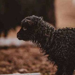 Sheep phone wallpaper