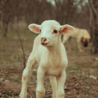 Sheep phone wallpaper