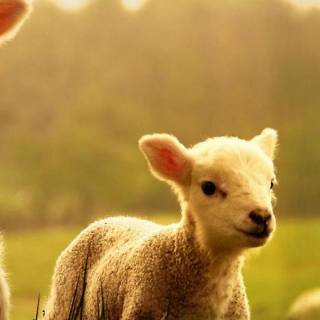 Sheep phone wallpaper