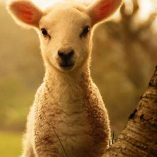 Sheep phone wallpaper