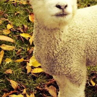 Sheep phone wallpaper