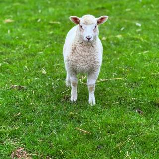 Sheep phone wallpaper