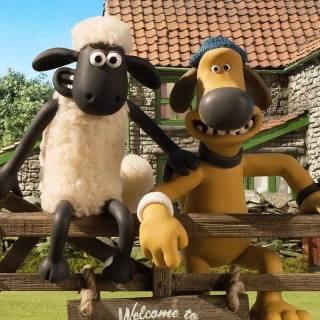 Sheep phone wallpaper