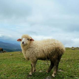 Sheep phone wallpaper