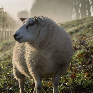 Sheep phone wallpaper