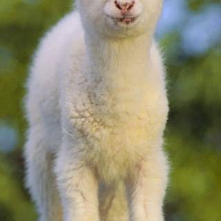 Sheep phone wallpaper