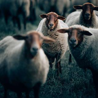 Sheep phone wallpaper