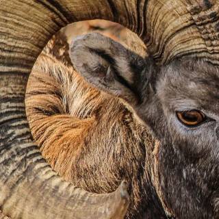 Sheep phone wallpaper