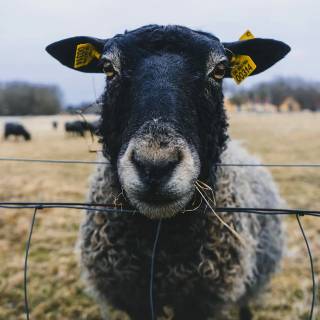 Sheep phone wallpaper