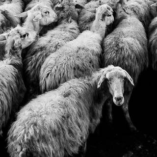 Sheep phone wallpaper