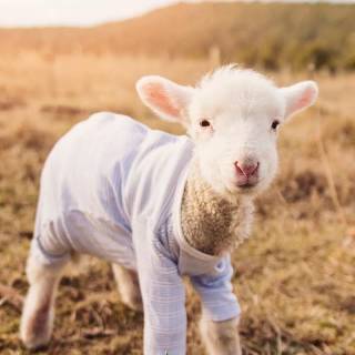 Sheep phone wallpaper