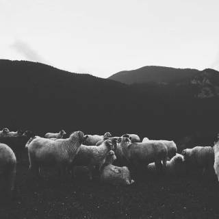 Sheep phone wallpaper