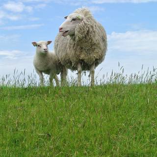 Sheep phone wallpaper